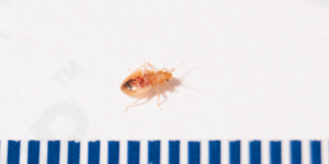 A baby bed bug and egg