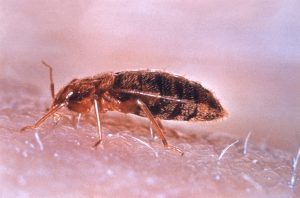 photo of a real bed bug