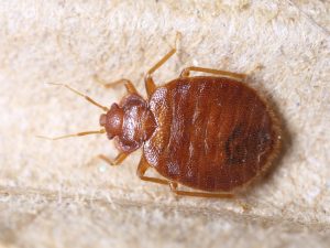 How to Kill a Bed Bug photo