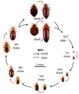 bed bug life cycle