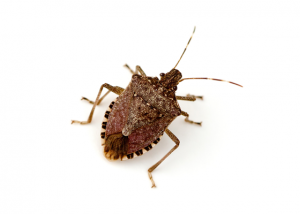 The dangers of Killing a Bed Bug