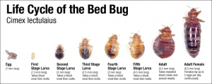 Killing different age bed bugs fast