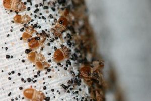 How to kill a bed bug infestation