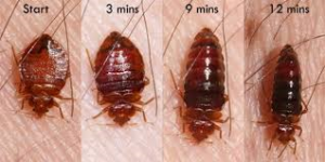 How to Kill a Feeding Bed Bug