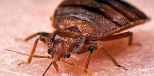 How to kill bed bugs fast and urgent