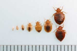 Different sizes of bed bugs